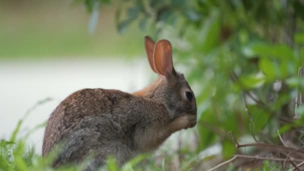 夏の畑で草を食べる前に灰色の小さなウサギの掃除自体 自然の中で野生ウサギ — ストック動画