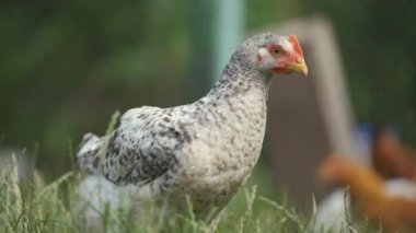 Geleneksel kırsal çiftlik çiftliğinde tavuk besleniyor. Bahçedeki çimlerin üzerinde yeşil çimlerle duran evcil tavuk. Serbest tarım kümes hayvanları konsepti.