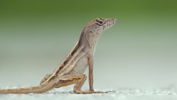 Macro Closeup Soprado Sozinho Lagarto Aquecimento Sol Verão Anolis Sagrei — Vídeo de Stock