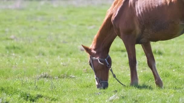 Dünnes Kastanienpferd Frisst Gras Beim Weiden Auf Der Weide — Stockvideo