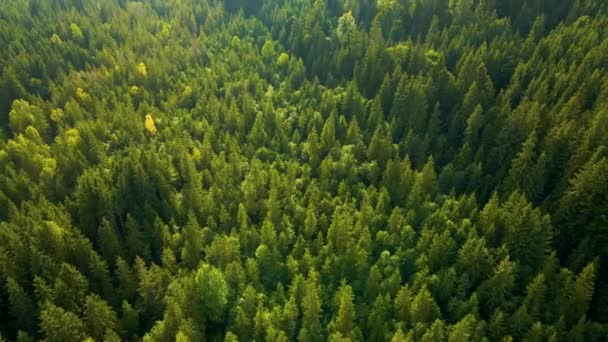 Vista Aérea Del Bosque Pinos Verdes Con Abetos Oscuros Paisajes — Vídeo de stock