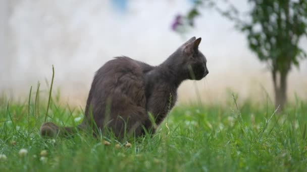 Мила Домашня Кішка Робить Свій Туалет Кидаючись Траву Міському Парку — стокове відео