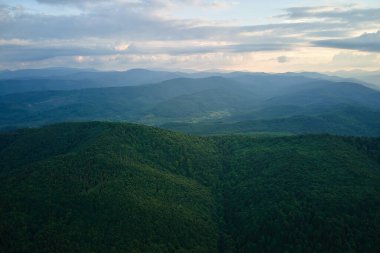 Dağ tepelerini kaplayan koyu ladin ağaçlı yeşil çam ormanlarının havadan görünüşü. Yukarıdan orman manzarası yok.