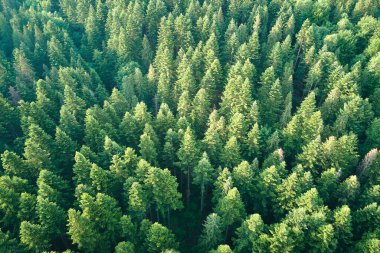 Koyu ladin ağaçlı yeşil çam ormanının havadan görünüşü. Yukarıdan orman manzarası yok.
