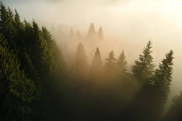 Letecký Pohled Úžasnou Scenérii Světlými Trámy Zářícími Mlhavým Tmavým Lesem — Stock fotografie