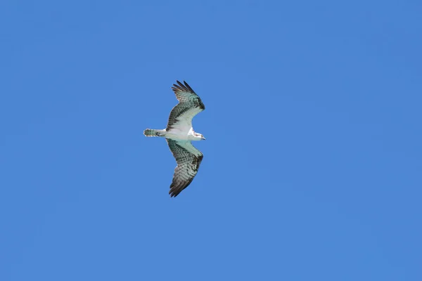 Beautiful Wild Bird Eagle Spread Wings Flying High Blue Sky — Stockfoto