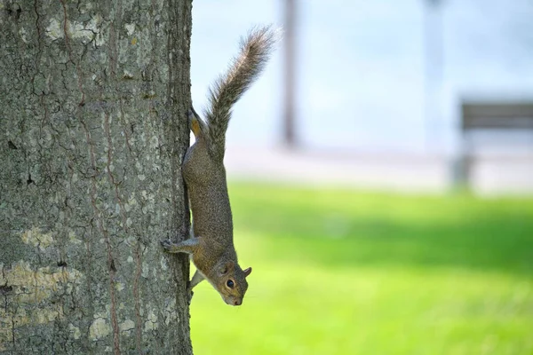 Beautiful Wild Gray Squirrel Climbing Tree Trunk Summer Town Park — Fotografia de Stock