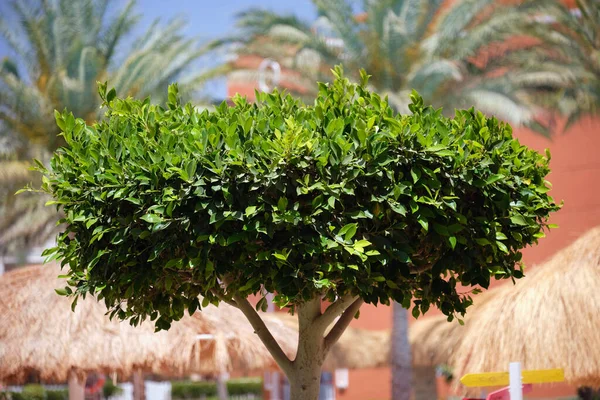 Nahaufnahme Eines Frischen Grünen Baumes Mit Hölzernem Stamm Und Leuchtend — Stockfoto
