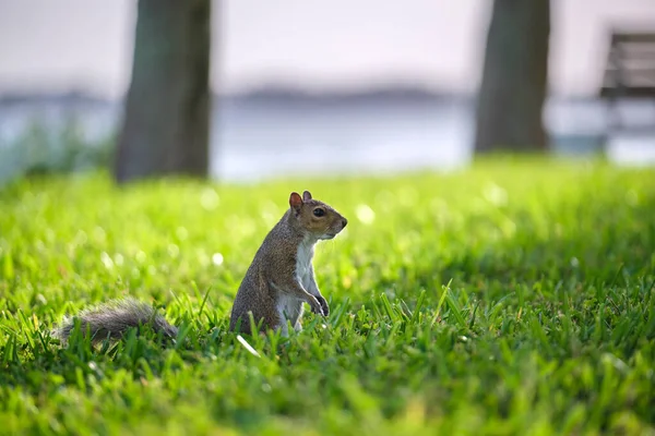 Curious Beautiful Wild Gray Squirrel Looking Green Grass Summer Town — Fotografia de Stock