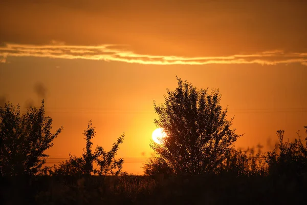 Küçük ağaçlardan ve çalılardan oluşan siyah yapraklar parlak renkli günbatımına karşı güneş ışığıyla aydınlanan canlı bulutlarla aydınlandı..