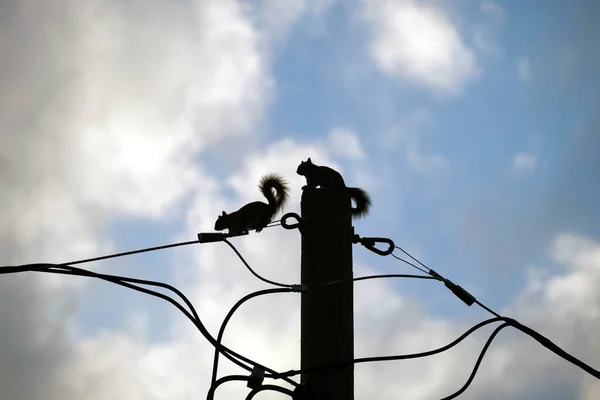 Dark silhouette of squirrel running high along electric or telephone cable on background of bright blue sky.
