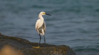 White heron wild sea bird, also known as great or snowy egret hunting on seaside in summer.