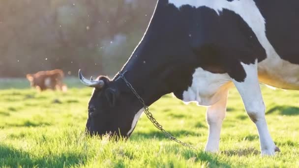 Vaca Leite Que Pastoreia Pastagem Fazenda Verde Dia Verão Alimentação — Vídeo de Stock