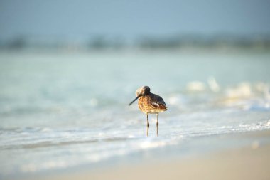 Large-Billed Dowitcher wild sea bird looking for food on seaside in summer.
