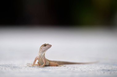 Makro, yaz güneşinde ısınan kertenkeleye yakın çekim. Anolis sagrei, Florida 'da yaşayan küçük bir sürüngen..
