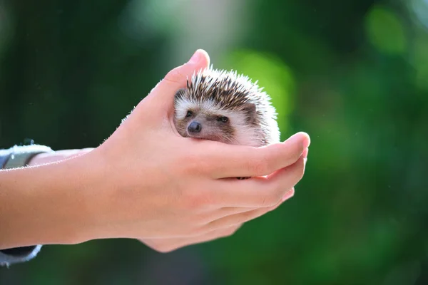 Human Hands Holding Little African Hedgehog Pet Outdoors Summer Day — Stock Photo, Image