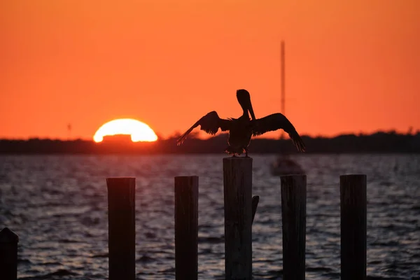 Silhuette Lonely Pelican Bird Spread Wings Top Wooden Fence Pole — Foto de Stock