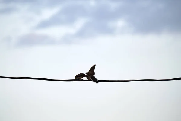 Dois Pombos Pombas Beijando Lutando Alto Fio Fundo Céu Azul — Fotografia de Stock