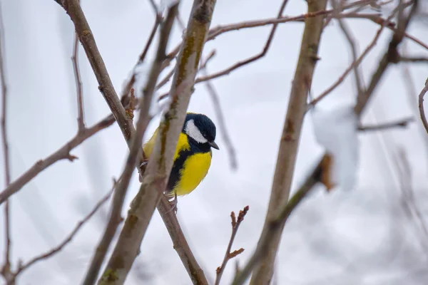 Yellow Wild Tit Bird Perching Tree Branch Cold Winter Day — Φωτογραφία Αρχείου