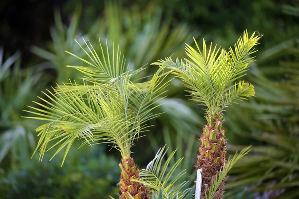 Mladé Čerstvé Kokosové Palmy Jasně Zelenými Listy Plíživými Přírodních Podmínkách — Stock fotografie