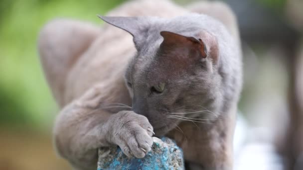 大きな灰色怒っている見るスフィンクス品種野良猫休み上のストリート屋外で夏 — ストック動画