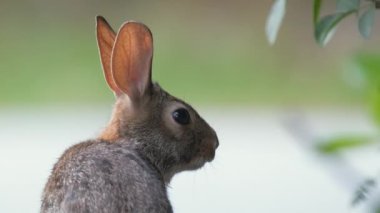 Gri küçük tavşan yaz tarlasında ot yiyor. Vahşi tavşan doğada.