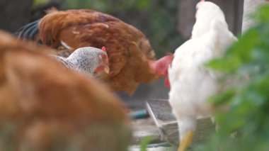 Geleneksel kırsal çiftlik çiftliğinde tavuk besleniyor. Bahçedeki çimlerin üzerinde yeşil çimlerle duran evcil tavuk. Serbest tarım kümes hayvanları konsepti.