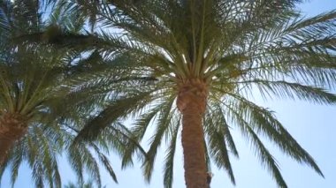 Güzel yeşil hindistan cevizi palmiyeleri mavi gökyüzüne karşı tropikal sahilde rüzgarda sallanıyor. Yaz tatili kavramı.