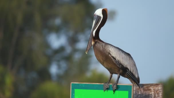Big Brown Pelican Perched Bright Board Sign Sunny Summer Day — Αρχείο Βίντεο