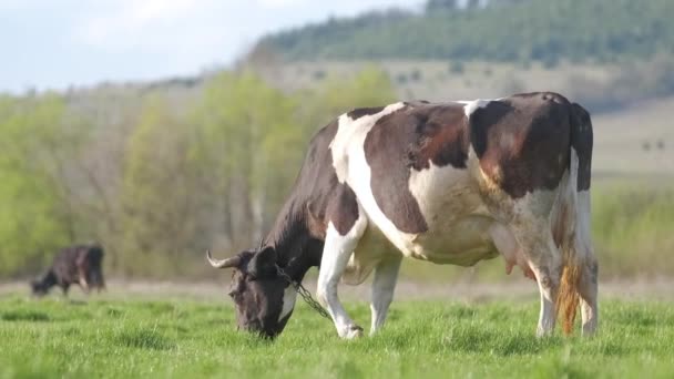 夏の日に緑の農場牧草地で牛乳牛の放牧 農地草原での牛の餌やり — ストック動画