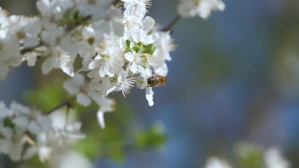 Kvistar Körsbärsträd Med Vita Blommande Blommor Tidigt Våren — Stockvideo