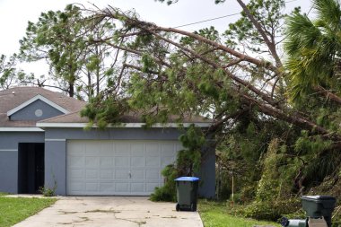 Florida 'daki Ian Kasırgası' ndan sonra büyük bir ağaçtan düşmüş. Doğal afetin sonuçları..