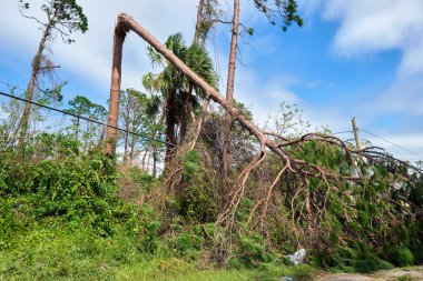 Florida 'daki Ian Kasırgası' ndan sonra elektrik ve iletişim hatlarında büyük bir ağaçtan düşmüş. Doğal afetin sonuçları..