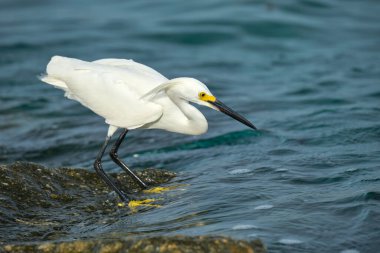 White heron wild sea bird, also known as great or snowy egret hunting on seaside in summer.