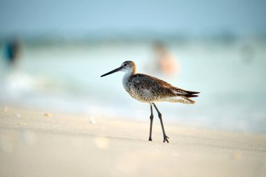 Large-Billed Dowitcher wild sea bird looking for food on seaside in summer.