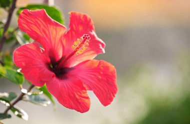 Yeşil yapraklı kırmızı çiçek ve tomurcuklar yeşil yaz arka planında çiçek açıyor..