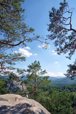 Big old pine tree growing on rocky mountain top under blue sky on summer mountain view background.