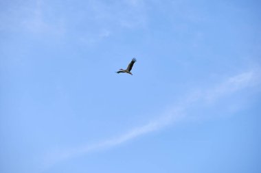 Mavi gökyüzünde süzülen, açık kanatlı leylek kuşu..