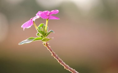 Tender pink flowers on long stem isolated on blurred abstract background.