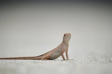 Makro, yaz güneşinde ısınan kertenkeleye yakın çekim. Anolis sagrei, Florida 'da yaşayan küçük bir sürüngen..