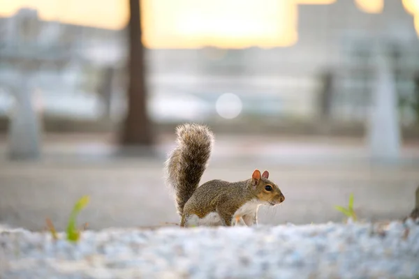 Beautiful Wild Gray Squirrel Summer Town Park — Photo