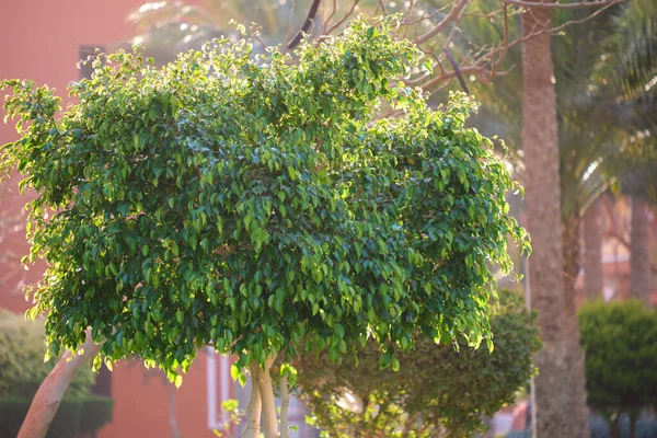 Nahaufnahme Von Grünen Tropischen Pflanzen Sommergarten — Stockfoto