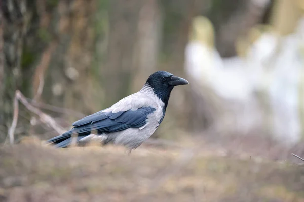 Black White Raven Crow Bird Intelligent Eyes Big Beak Perching — Photo