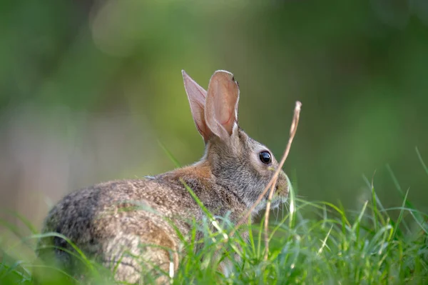 Grå Liten Hare Äter Gräs Sommarfältet Vilda Kaniner Naturen — Stockfoto