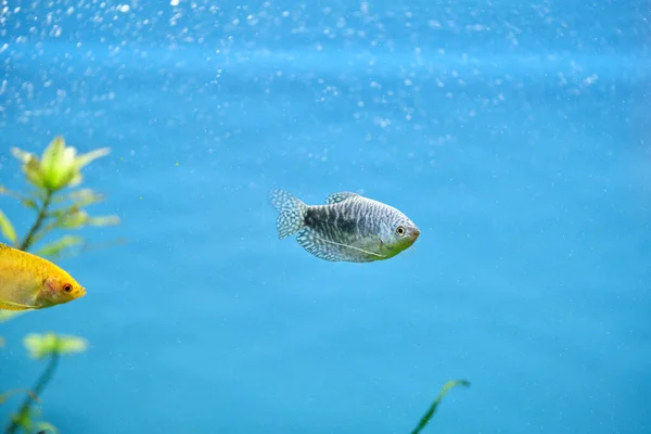 Bunte Exotische Fische Schwimmen Tiefblauen Aquarium Mit Grünen Tropischen Pflanzen — Stockfoto