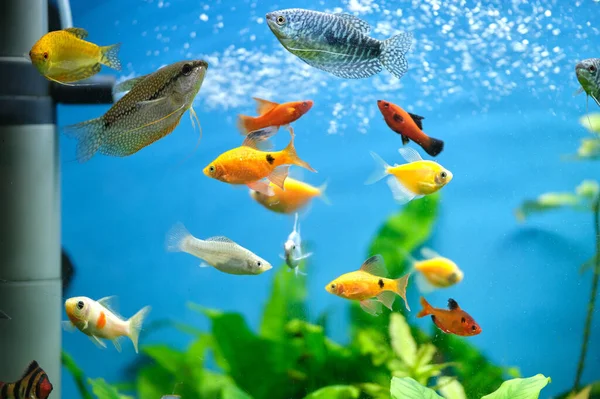 Bunte Exotische Fische Schwimmen Tiefblauen Aquarium Mit Grünen Tropischen Pflanzen — Stockfoto