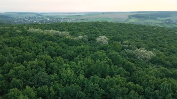 Flygfoto Mörk Lummig Skog Med Blommande Gröna Träd Trädkronorna Våren — Stockvideo