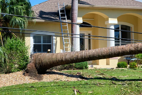 Fallen down big tree on power and communication lines after hurricane Ian in Florida. Consequences of natural disaster.