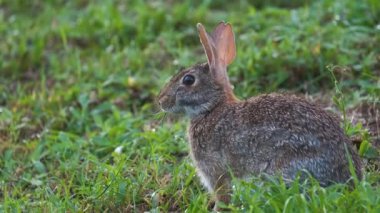 Gri küçük tavşan yaz tarlasında ot yiyor. Vahşi tavşan doğada.