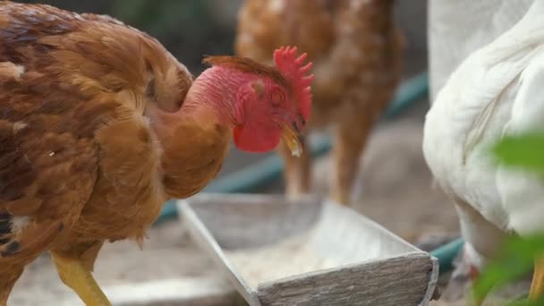 Kura Żywi Się Tradycyjną Wiejską Zagrodą Kurczak Domowy Stojący Trawniku — Wideo stockowe